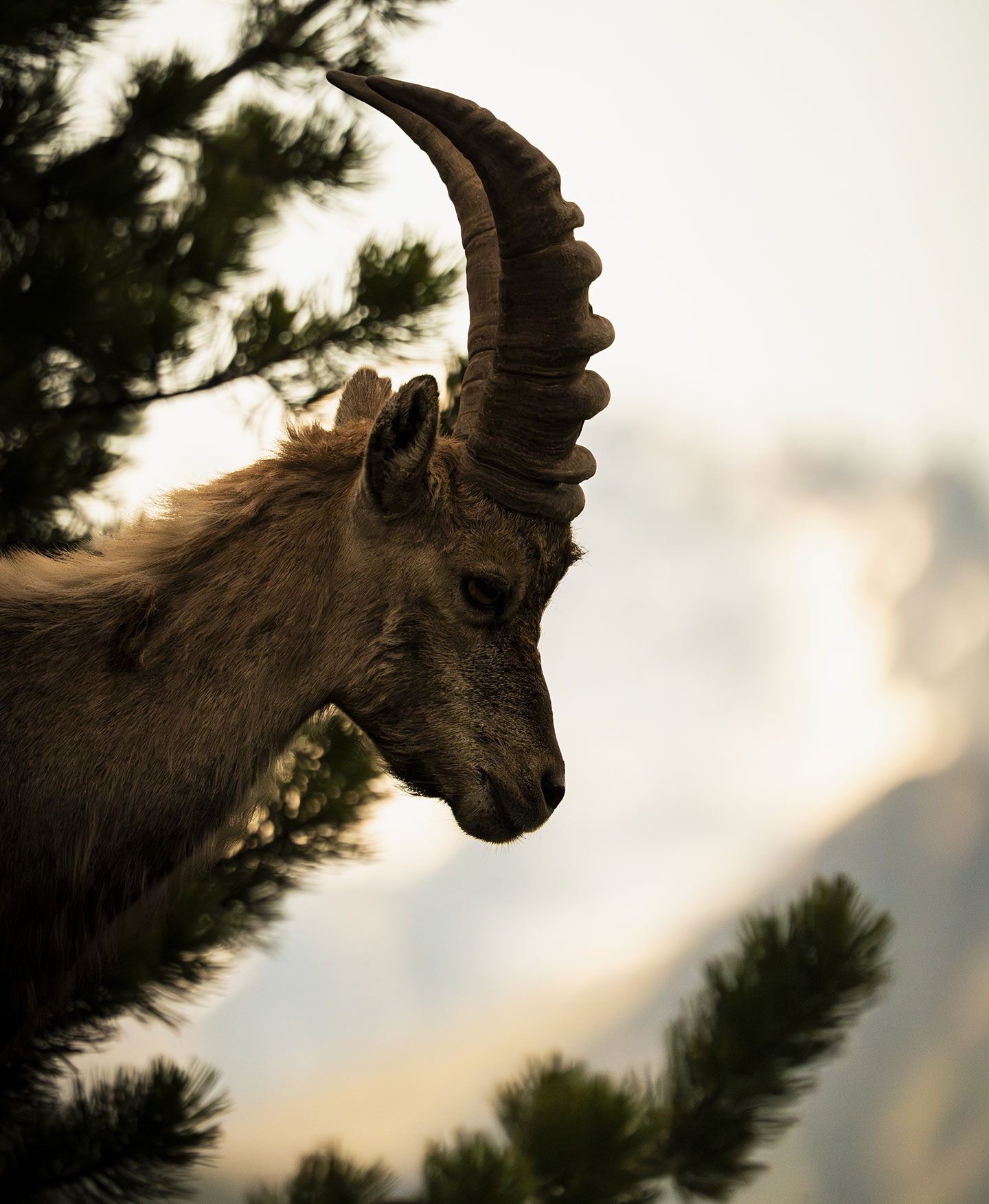 Stelvio National Park 