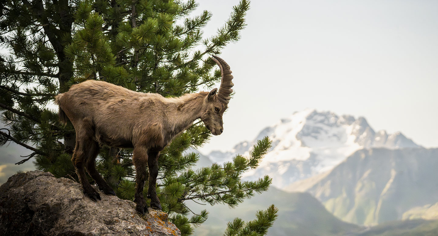 Stelvio National Park 
